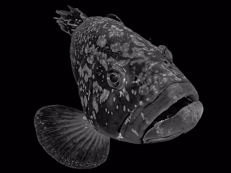 2eme Prix Noir Blancrondeau Yannick Merou 