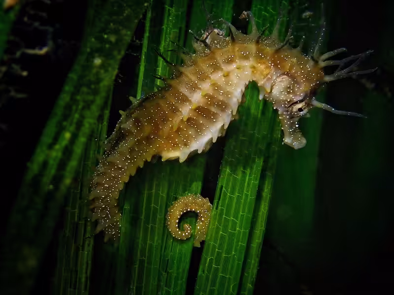 3eme Prix Bio Espoirgroyingridhippocampe