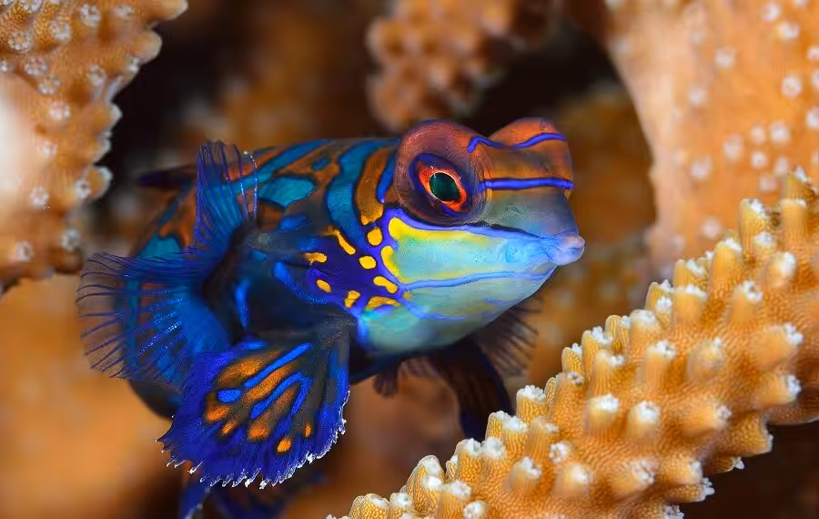 3eme Prix Macro Mastervernetphilippele Mandarin.jpg 900x570
