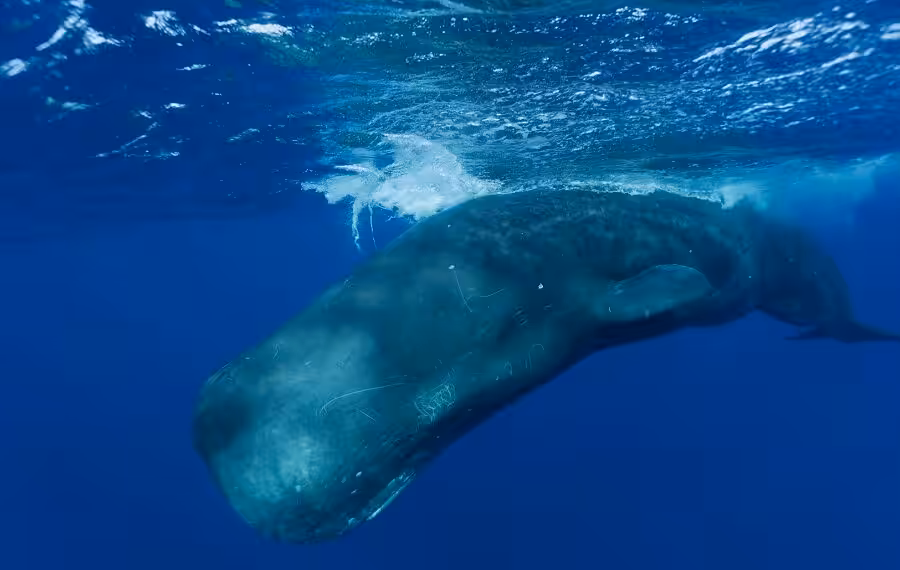 Argent Tierry Gagliano Ambiance