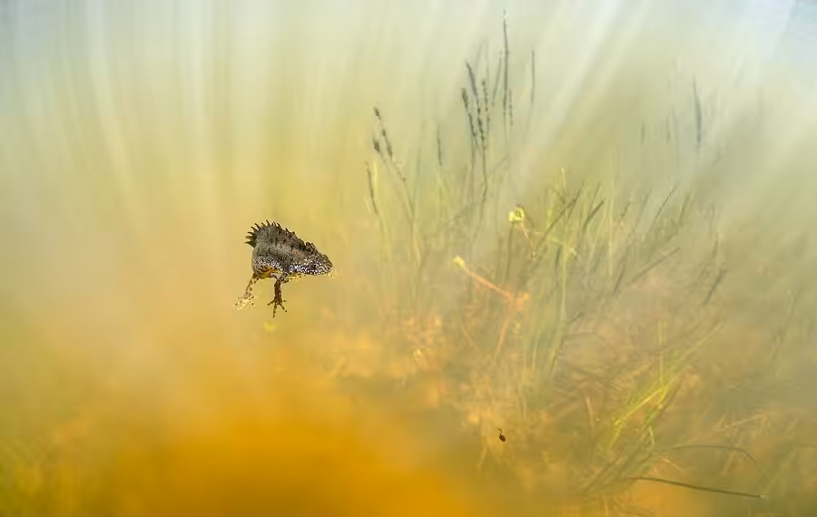 Bronze Yannick Gouguenheim