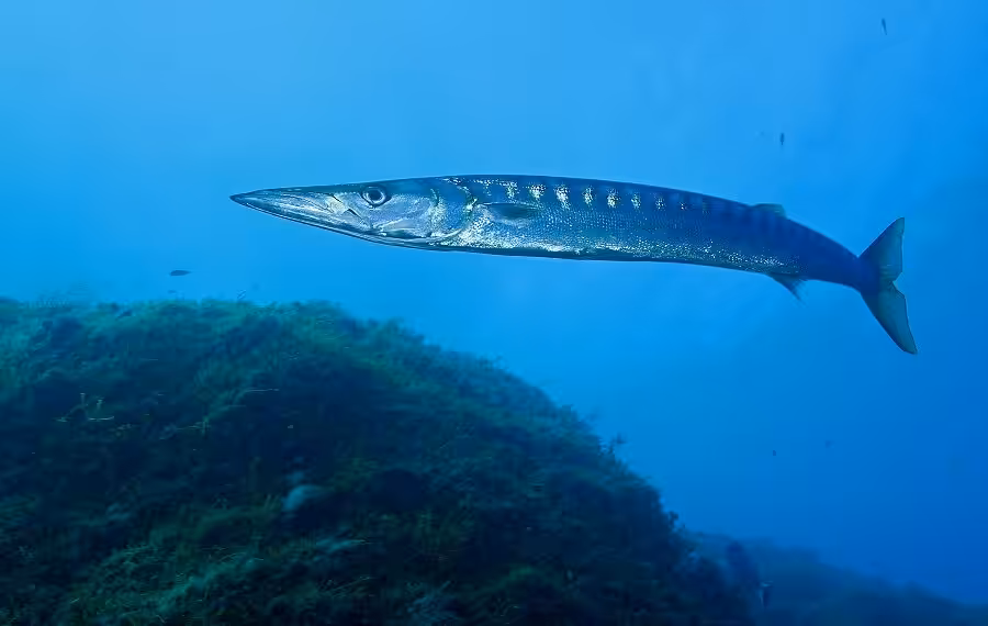 Barracuda, Bécune à Bouche Jaune