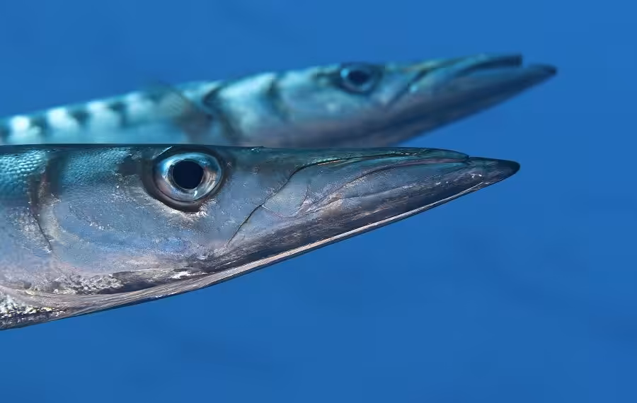 Bécune Bouche Jaune, Sphyraena Viridensis
