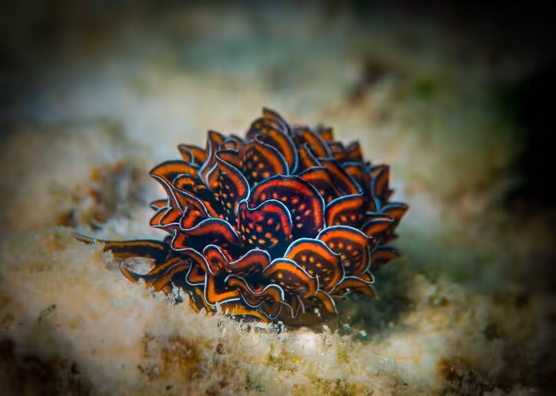 Prix Du Publicnerriereromaincyerce 800x570