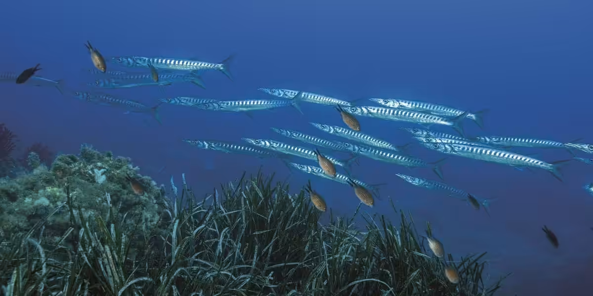 Un banc de barracudas glisse avec élégance au-dessus des herbiers marins, illustrant la beauté sauvage de l'écosystème sou...