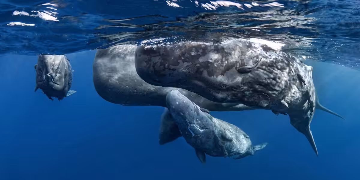 Trois cétacés évoluant dans les profondeurs marines, illustrant la biodiversité aquatique.
