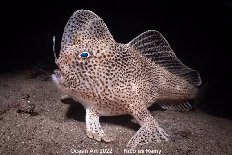 1st Cold Water Nicolas Remy The Rare Spotted Hand Fish From Tasmania