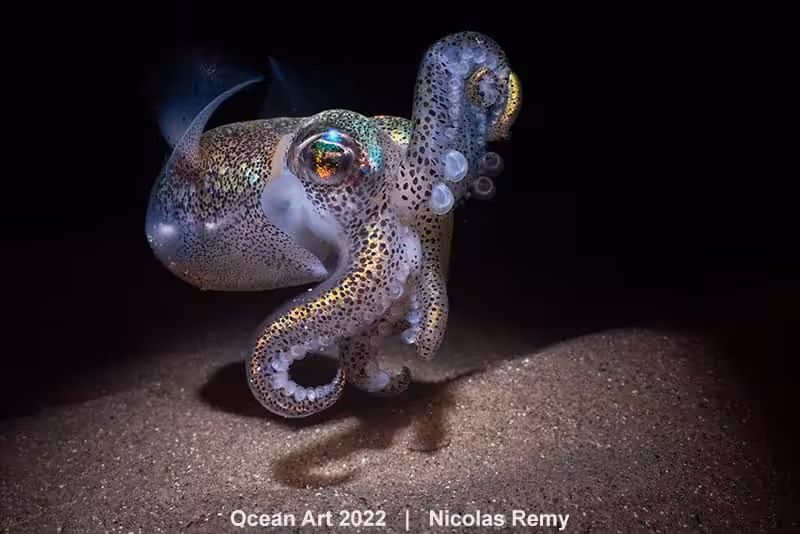 3rd Macro Nicolas Remy Southern Bobtail Squid