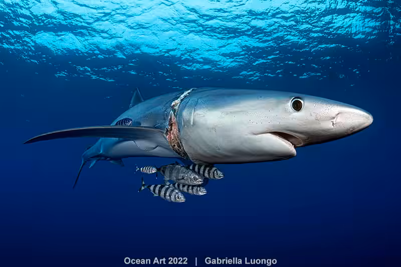 3rd Underwater Conservation Gabriella Luongo Scar Neck