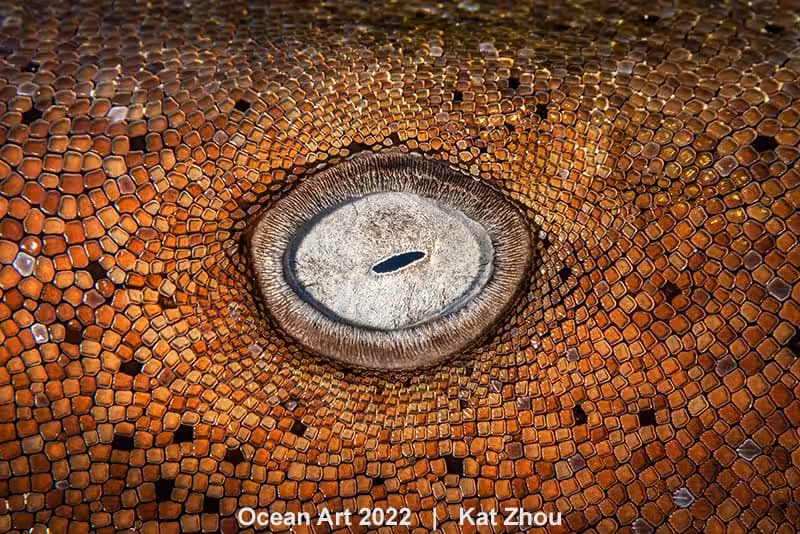Hm2 Macro Kat Zhou The Eye