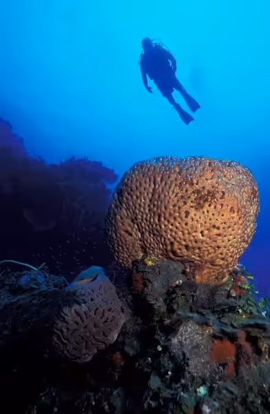 Bahamas Hovering Diver Over Coral Vhd Copyright All Star Liveaboards