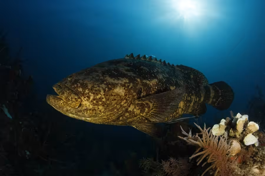 Cuba Mg 9686 Copyright All Star Liveaboards