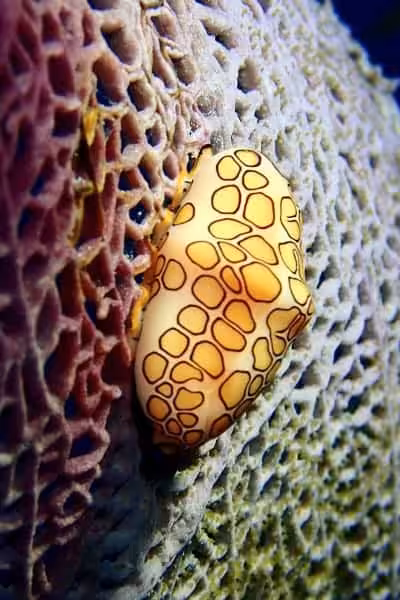 Bahamas P9220029 Copyright All Star Liveaboards 1