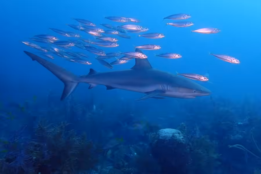 Cuba Pa200081 Copyright All Star Liveaboards