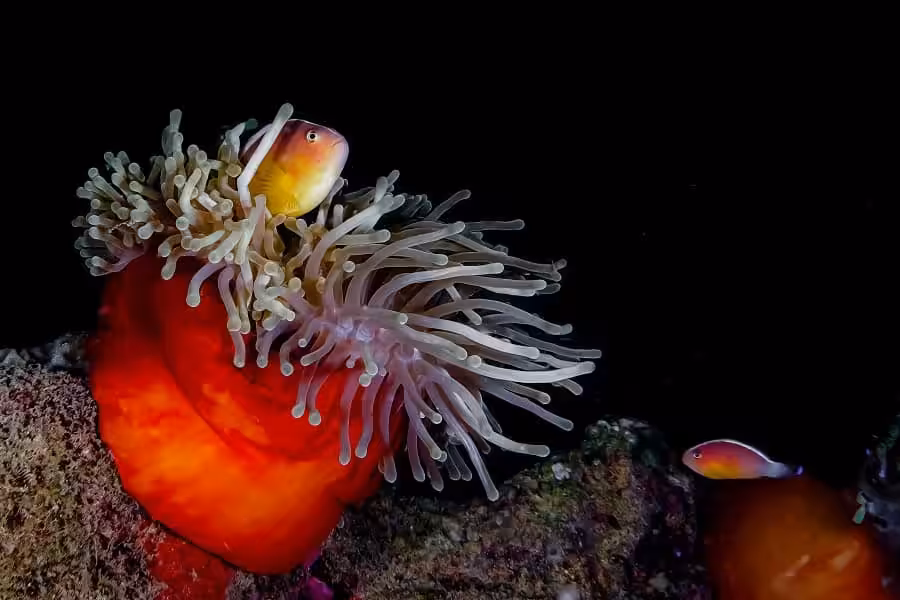 Hippocampe Dargent Portfolio Amateur © Marie Gouliardon 2