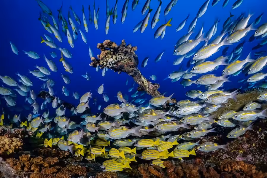 Hippocampe Dargent Portfolio Amateur © Marie Gouliardon 5