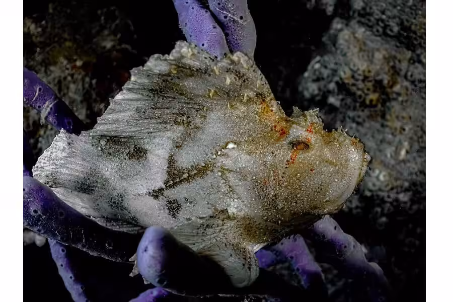 Hippocampe Dargent Portfolio Amateur © Marie Gouliardon 7