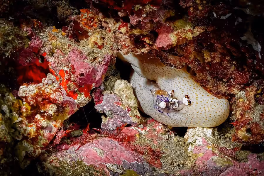 Hippocampe Dargent Portfolio Amateur © Marie Gouliardon 9