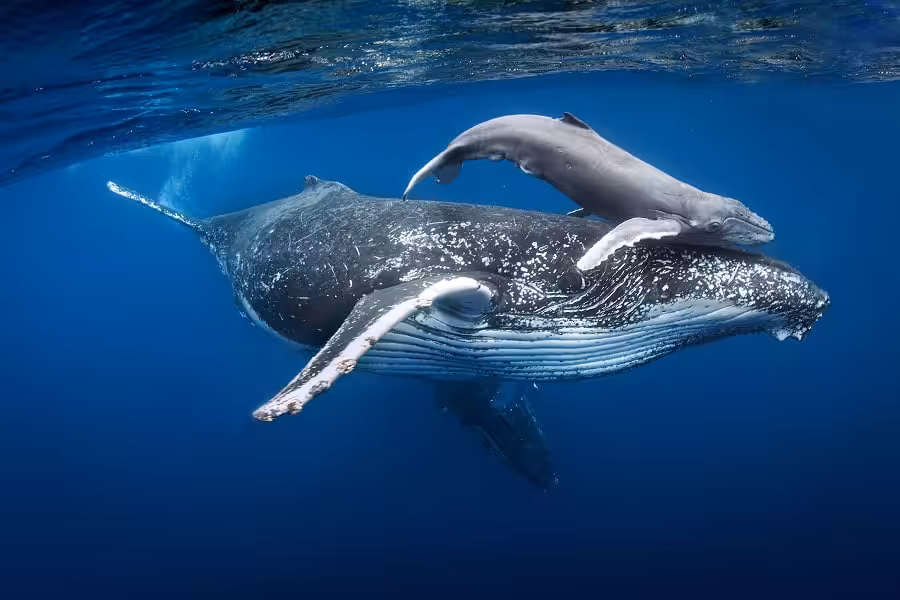 Hippocampe Dargent Portfolio Expert © Cedric Peneau 1