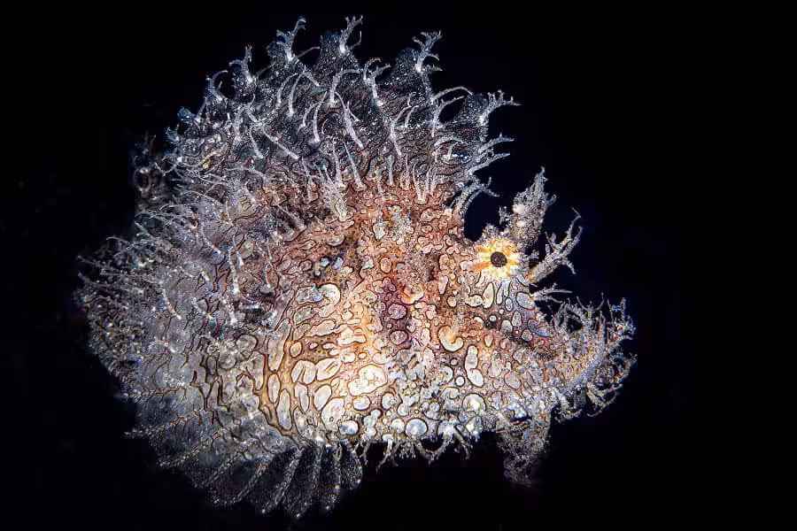 Hippocampe Dargent Portfolio Expert © Cedric Peneau 10