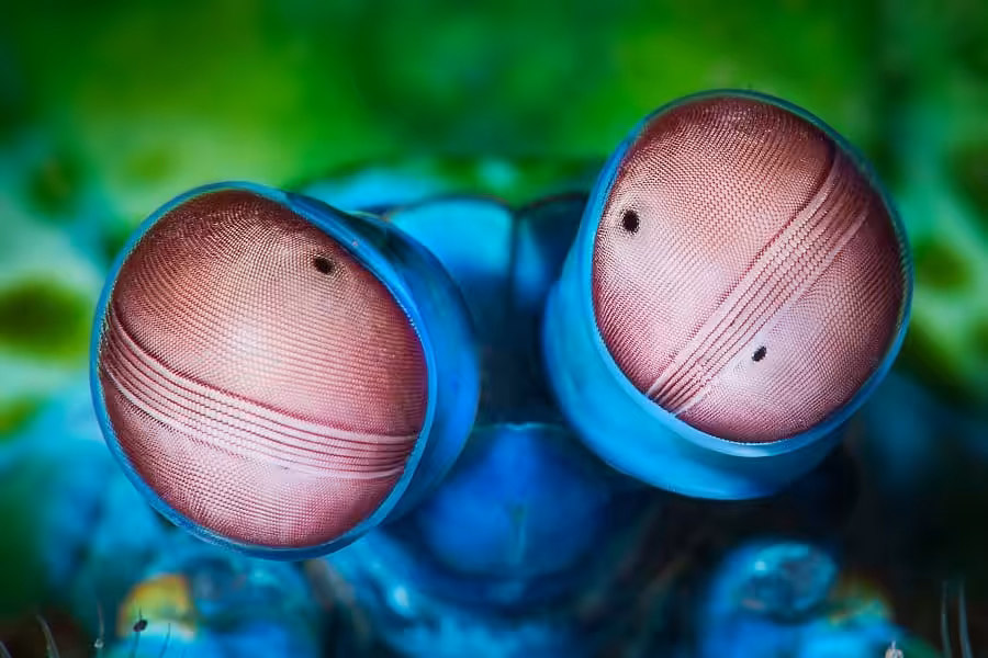 Hippocampe Dargent Portfolio Expert © Cedric Peneau 4