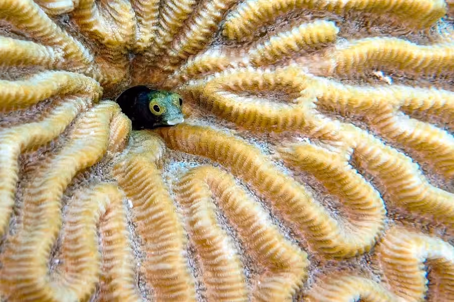 Hippocampe Dargent Trio Thematique Amateur © Jerome Drouet 3