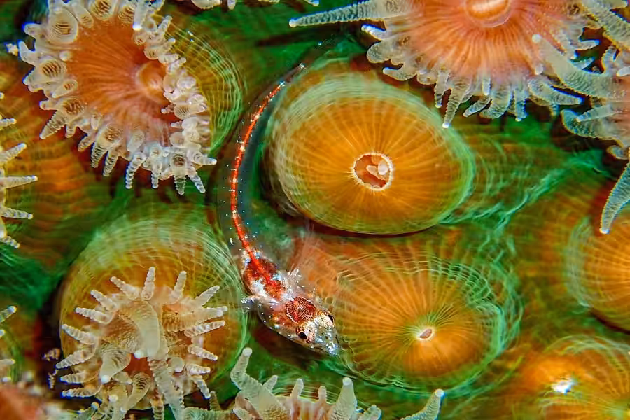 Hippocampe Dargent Trio Thematique Amateur © Jerome Drouet