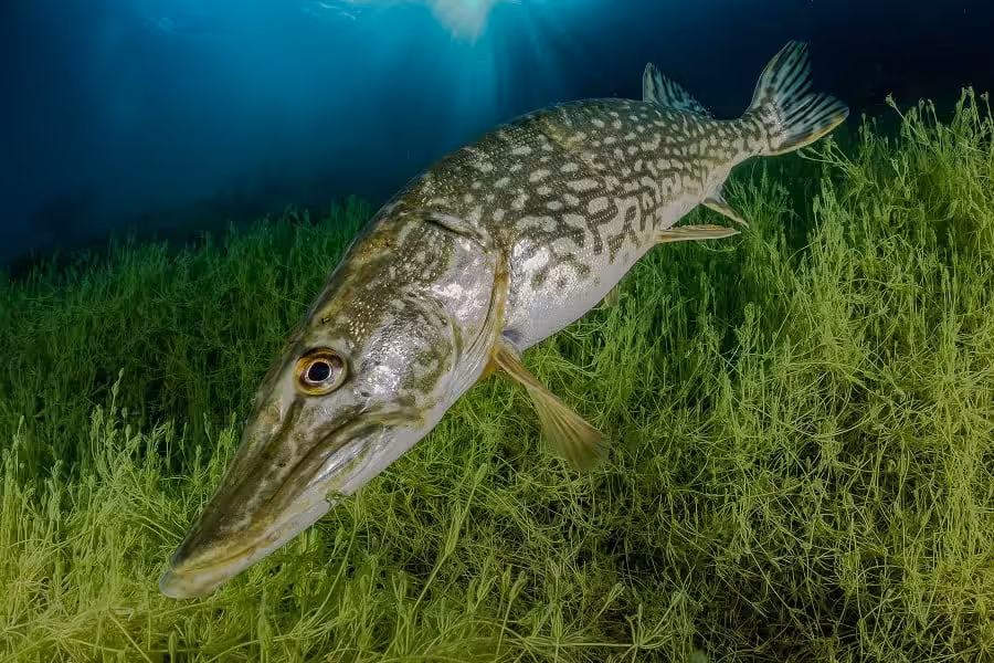 Hippocampe Dargent Trio Thematique © Lionel Houde Festival International De Limage Sous Marine De Mayotte