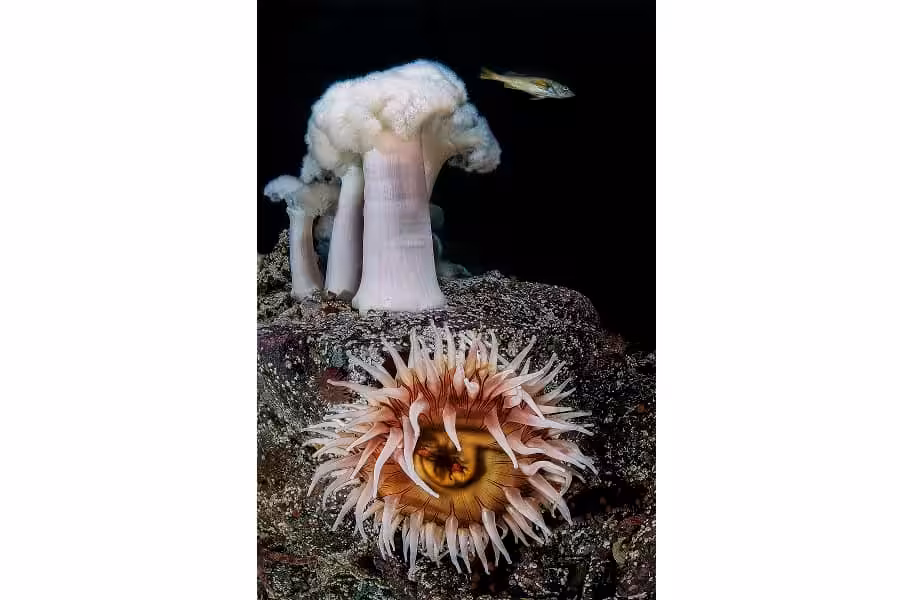 Hippocampe De Bronze Portflio Expert © Claudio Zori 2