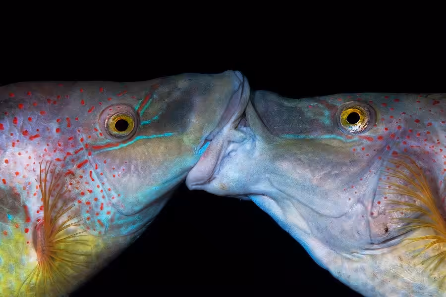 Hippocampe De Bronze Portflio Expert © Claudio Zori 4