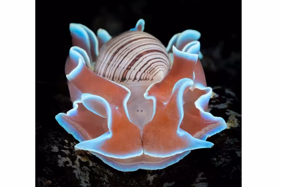 Hippocampe De Bronze Portfolio Amateur © Louis Jean Siegfried 10