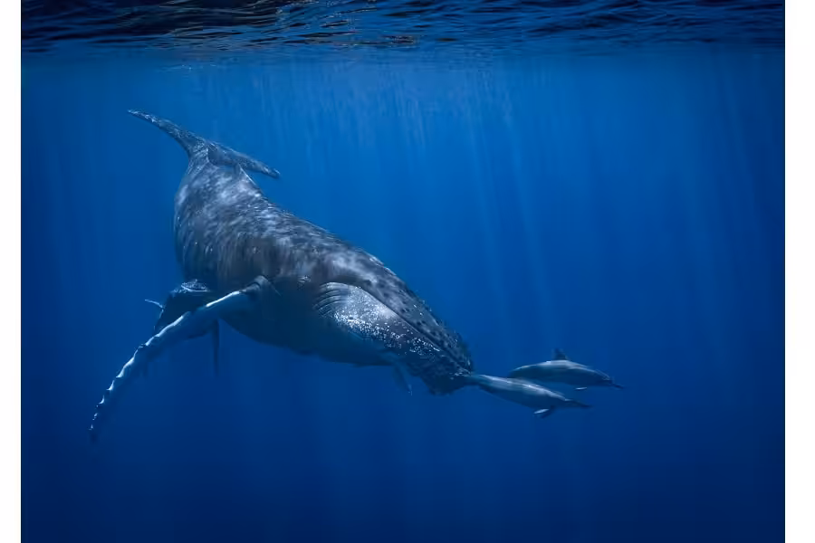 Hippocampe De Bronze Portfolio Amateur © Louis Jean Siegfried 3