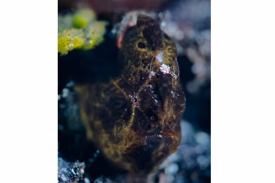 Hippocampe De Bronze Trio Thematique Amateur © Louis Jean Siegfried 2