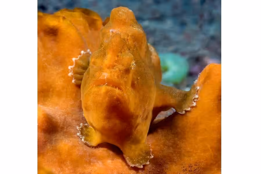 Hippocampe De Bronze Trio Thematique Amateur © Louis Jean Siegfried