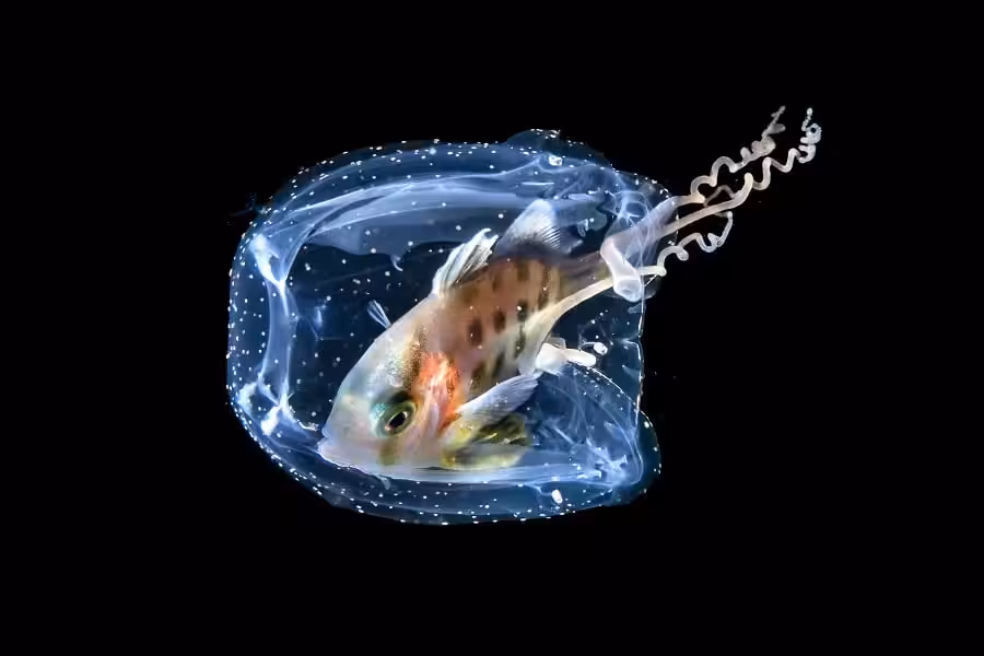 Hippocampe Dor Portfolio Expert © Galice Hoarau 2