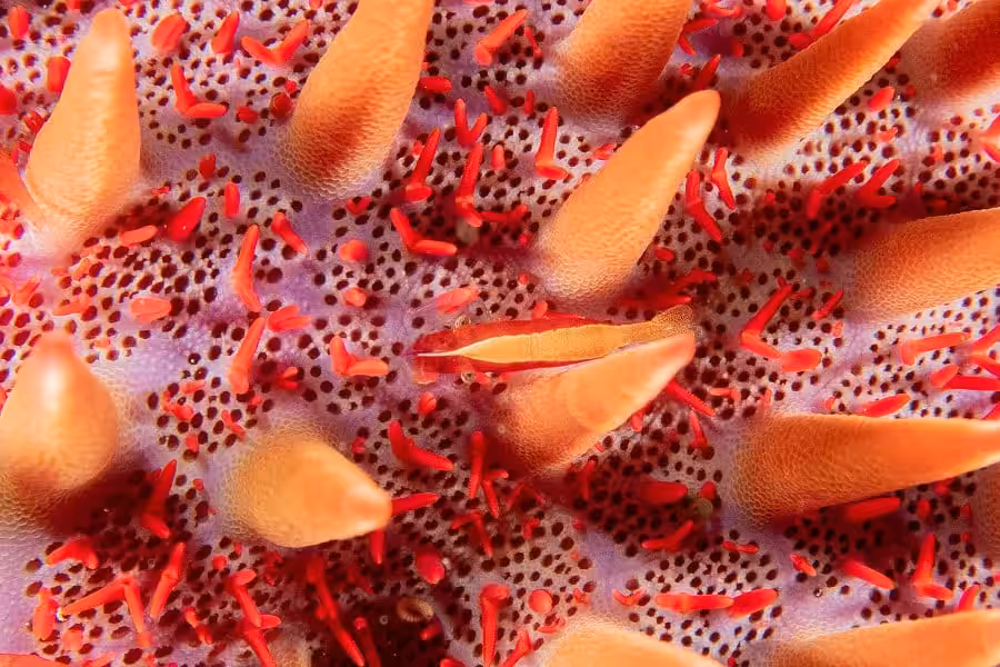 Hippocampe Dor Trio Thematique Amateur © Jean Sebastien Philippe 3