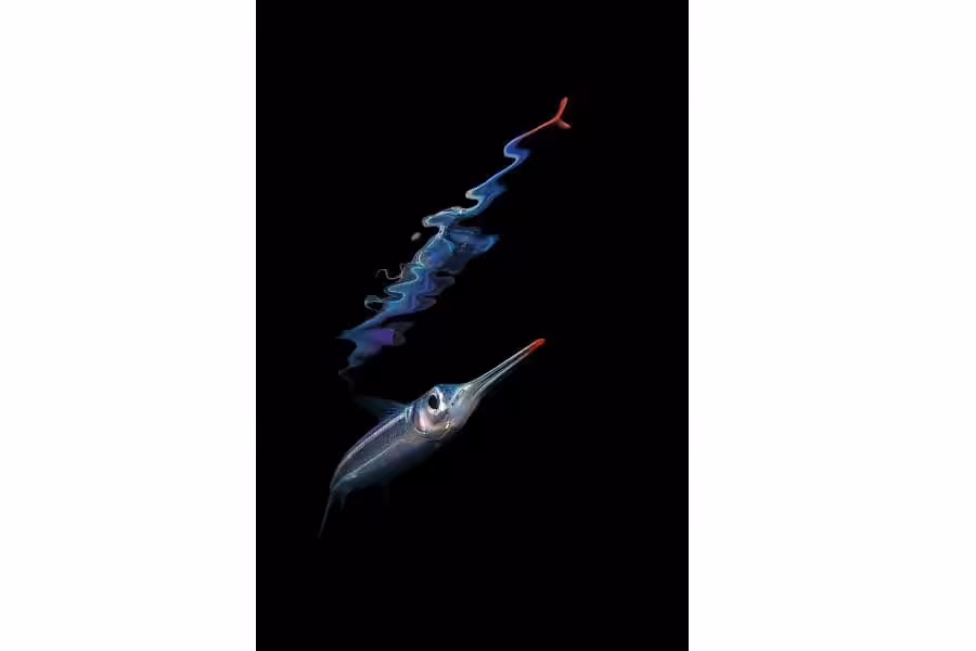 Hippocampe Dor Trio Thematique © Jack Berthomier Festival International De Limage Sous Marine De Mayotte