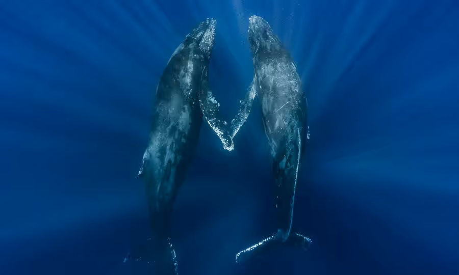 Wod2023 Photo Competition Ocean Is Life 3rd Place Niklas Manger