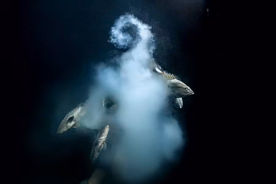 10062017 Dsc5383 Modifier