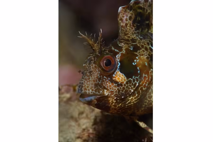 02 Cazajous 06 2p 02901