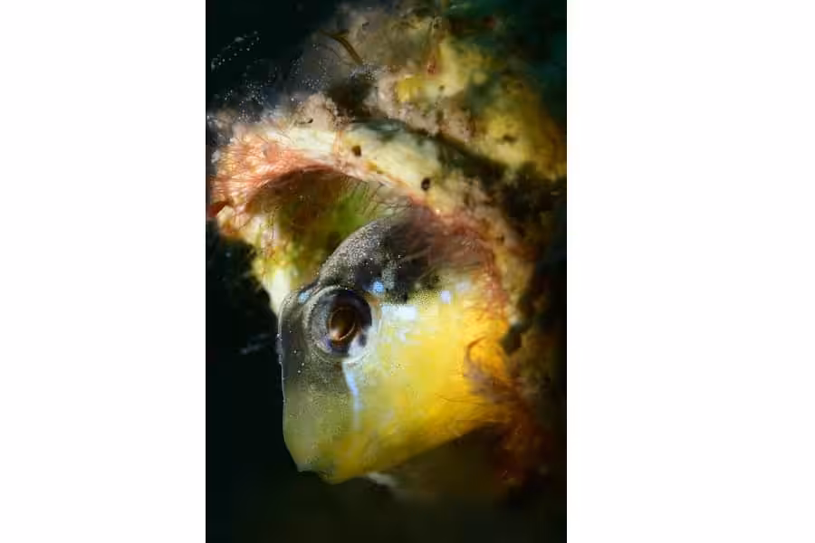 07 Deblock 01 2p 0716