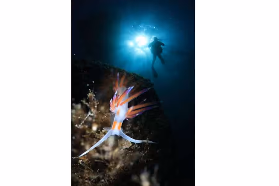 08 Dartigeas 02 5a1 8146