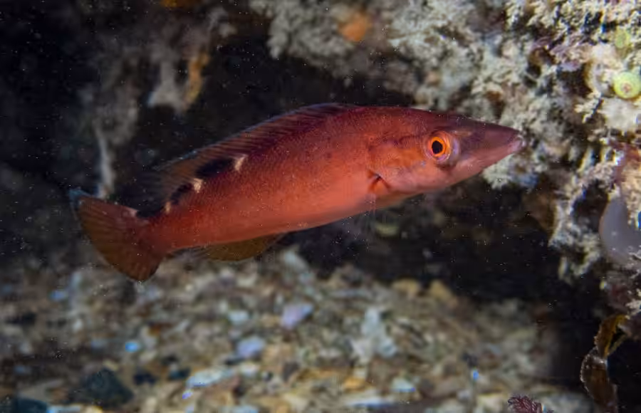 Carine Besnard Poisson