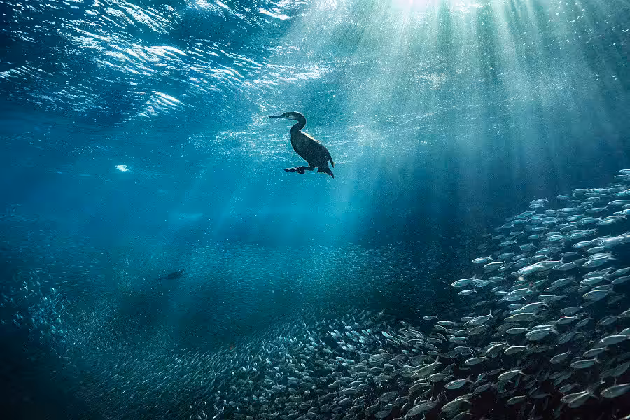 Merche Llobera C 3(1)