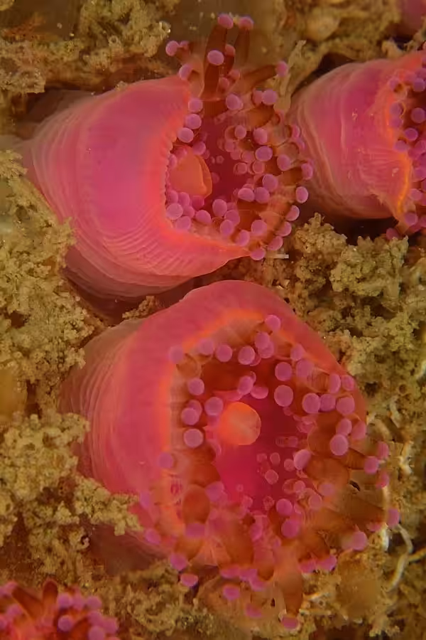 Poisson Philippe Couleurs