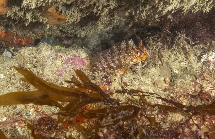 Rouhlmann Poisson