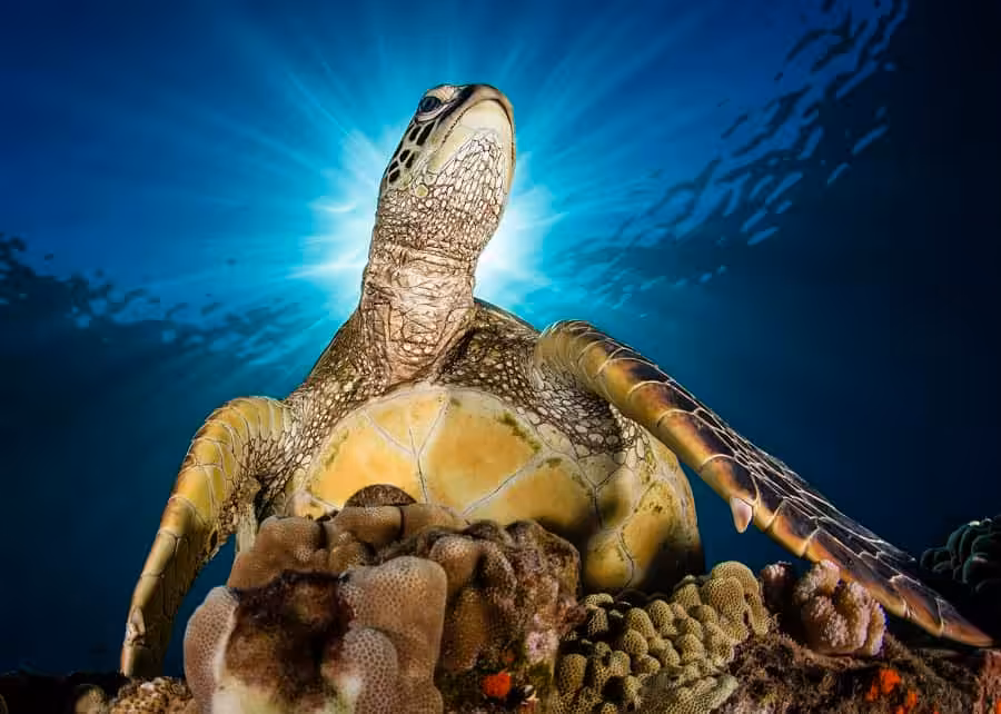 Renee Capozzola C 1(1)