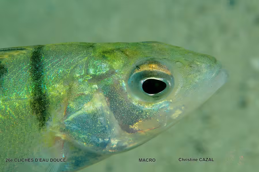 Christine Casal Macro