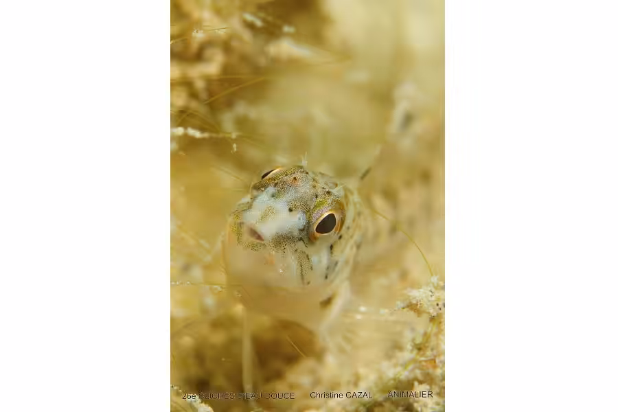 Christine Cazal Animalier2