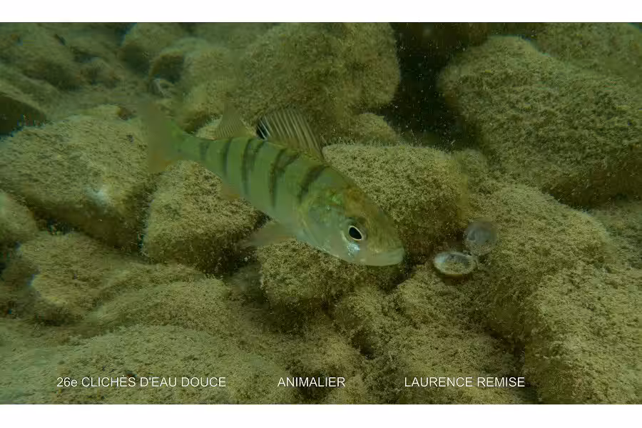 Laurence Remise Animalier2